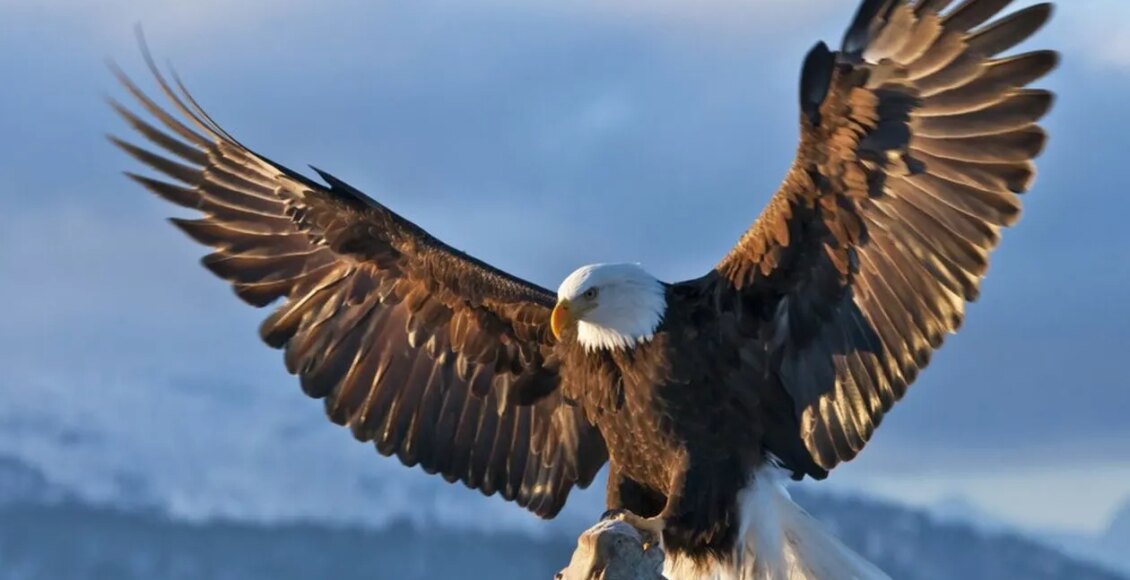 Νορβηγία:-Αετός-προσπάθησε-να-αρπάξει-μωρό-–-Τον-πυροβόλησε-ο-θηροφύλακας