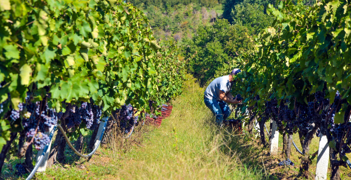 Αγρότες-στο-Ζευγολατιό:-Ζημιές-από-καύσωνα-και-κλοπές-–-Καθυστερεί-η-καταγραφή-από-τον-ΕΛΓΑ