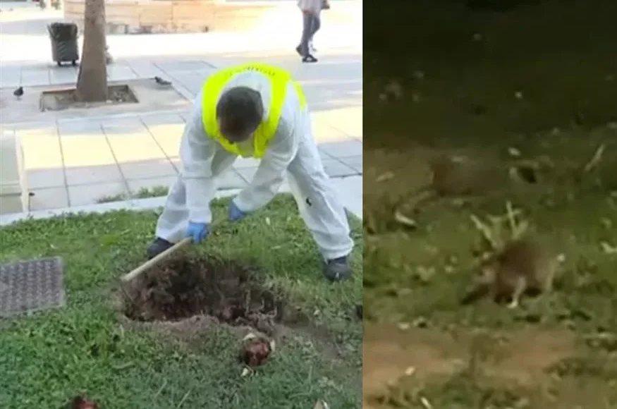 Ποντίκια-στην-Αθήνα:-Γιατί-βγήκαν-στο-έδαφος-και-κυκλοφορούν-στο-Σύνταγμα-–-Τι-λέει-ο-Δήμος