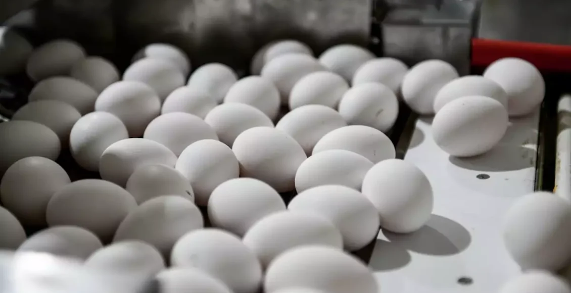 Γρίπη-των-πτηνών:-Συναγερμός-στην-Ελλάδα-μετά-το-κρούσμα-στη-Βουλγαρία