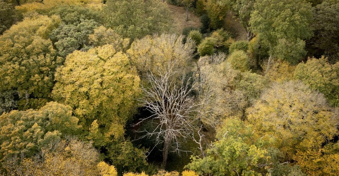 Περιβαλλοντικά-Νέα:-Το-38%-απ’-όλα-τα-δέντρα-του-κόσμου-κινδυνεύει-με-εξαφάνιση…(6:50-–-Β’-πρωϊνή-Ζώνη-6:45-7:00)