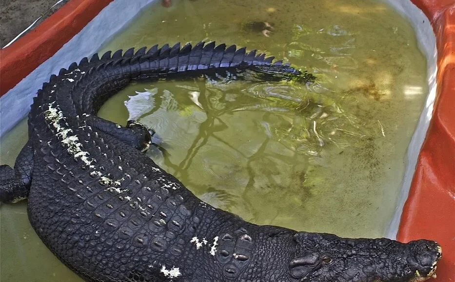 Περιβαλλοντικά-Νέα:-Ο-Κάσιους,-ο-μεγαλύτερος-κροκόδειλος-του-κόσμου-σε-αιχμαλωσία-είχε-μήκος-5,5-μέτρα-και-ζύγιζε-έναν-τόνο…(6:50-–-Β’-πρωϊνή-Ζώνη-6:45-7:00)
