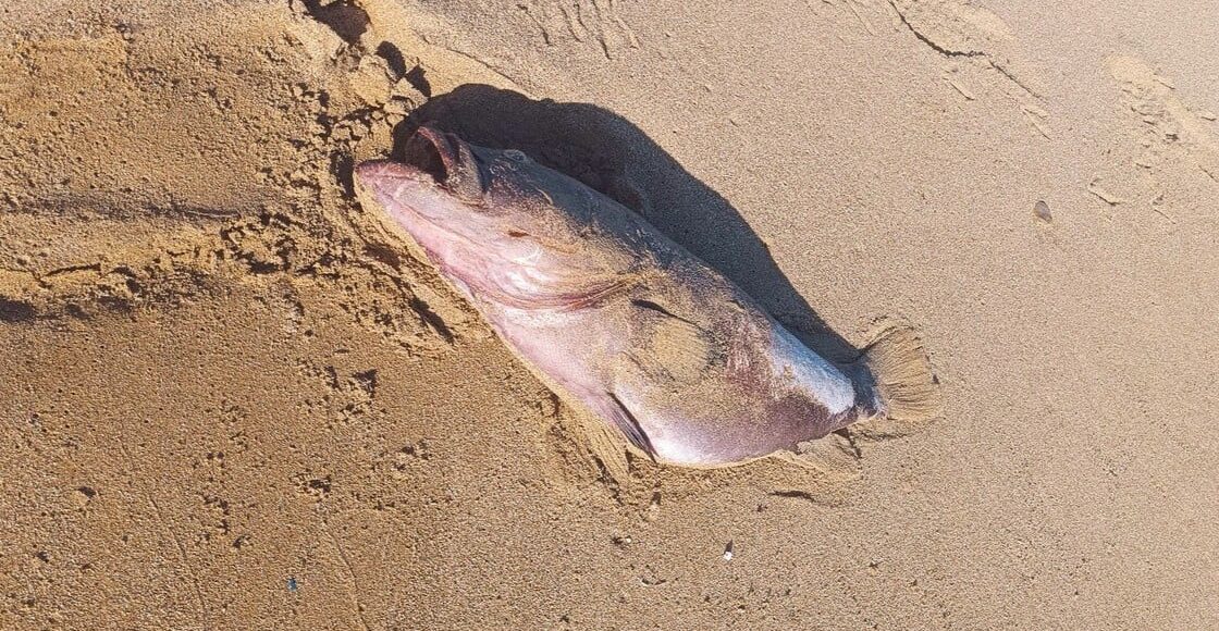 Περιβαλλοντικά-Νέα:-Νεκρά-ψάρια-ξεβράζονται-σε-παραλία-της-Γαύδου…(6:50-–-Β’-πρωϊνή-Ζώνη-6:45-7:00)