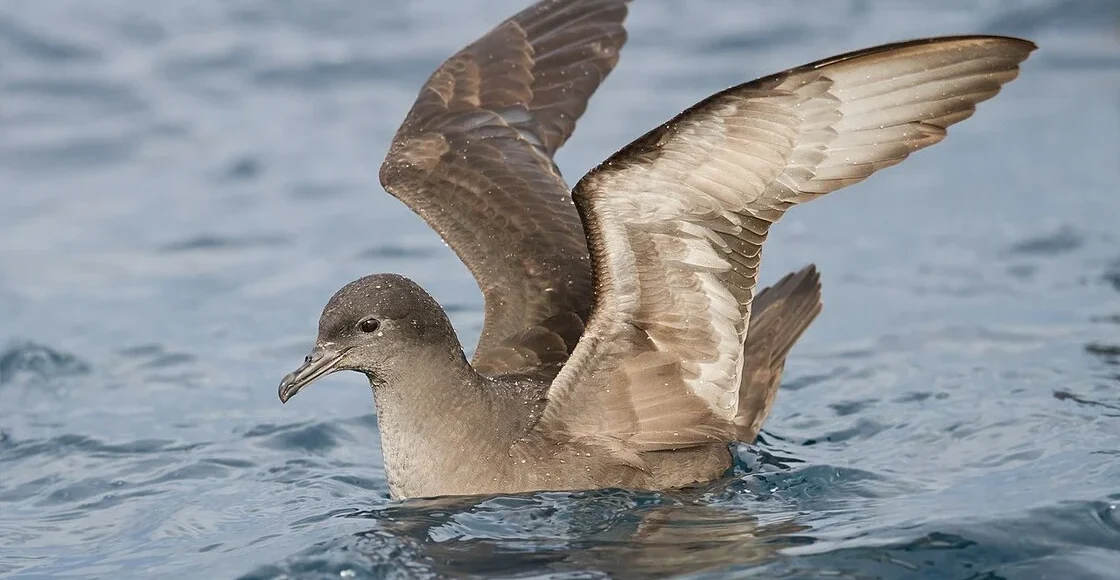 Περιβαλλοντικά-Νέα:-Αυστραλία:-Χιλιάδες-νεκρά-θαλασσοπούλια-ξεβράζονται-στις-παραλίες-και-οι-ερευνητές-ψάχνουν-το-«γιατί»…(6:50-–-Β’-πρωϊνή-Ζώνη-6:45-7:00)