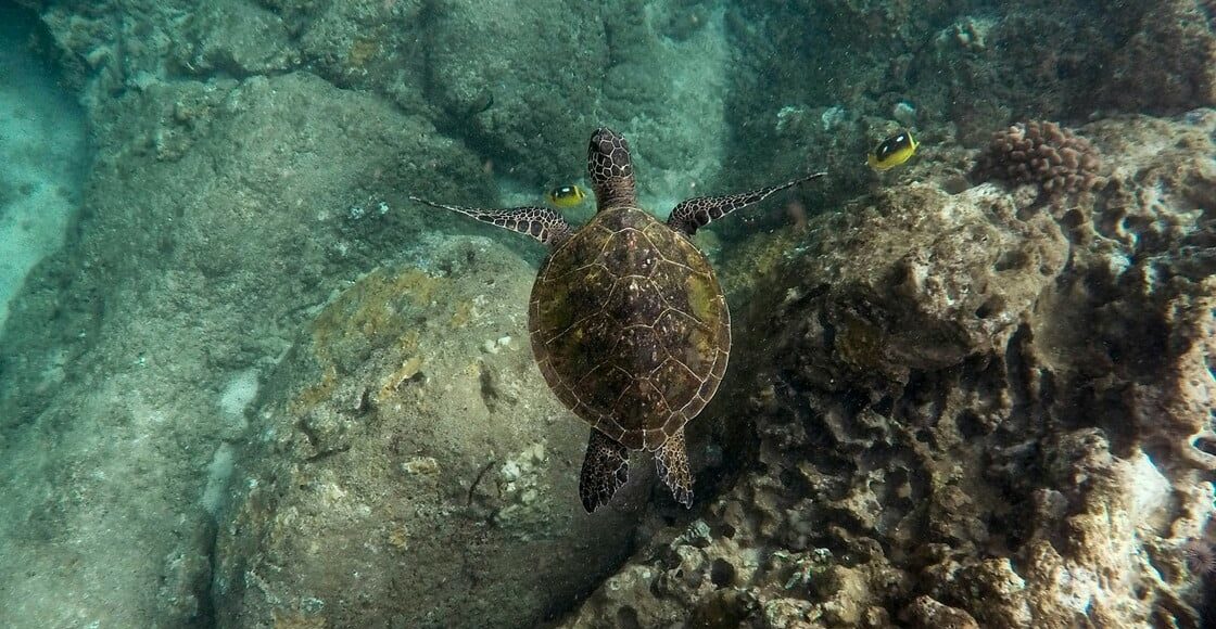 Περιβαλλοντικά-Νέα:-Ρεκόρ-ωοτοκίας-καρέτα-–-καρέτα-στον-Κυπαρισσιακό-κόλπο-αυτή-τη-χρονιά…(6:55-–-Β’-πρωϊνή-Ζώνη-6:45-7:00)