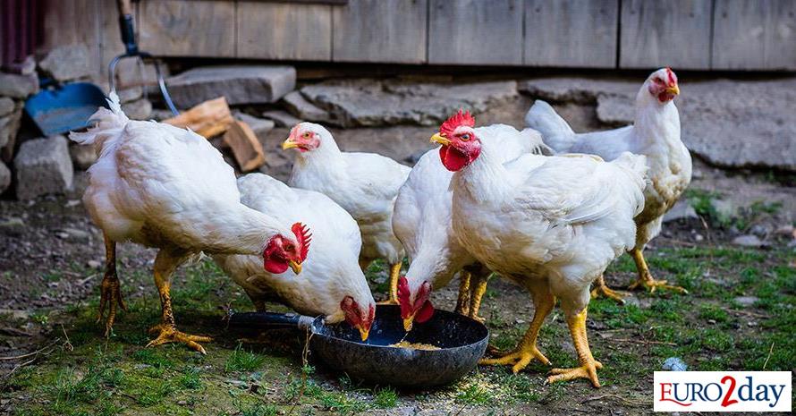 Συναγερμός-για-τη-γρίπη-των-πτηνών,-προληπτικοί-έλεγχοι