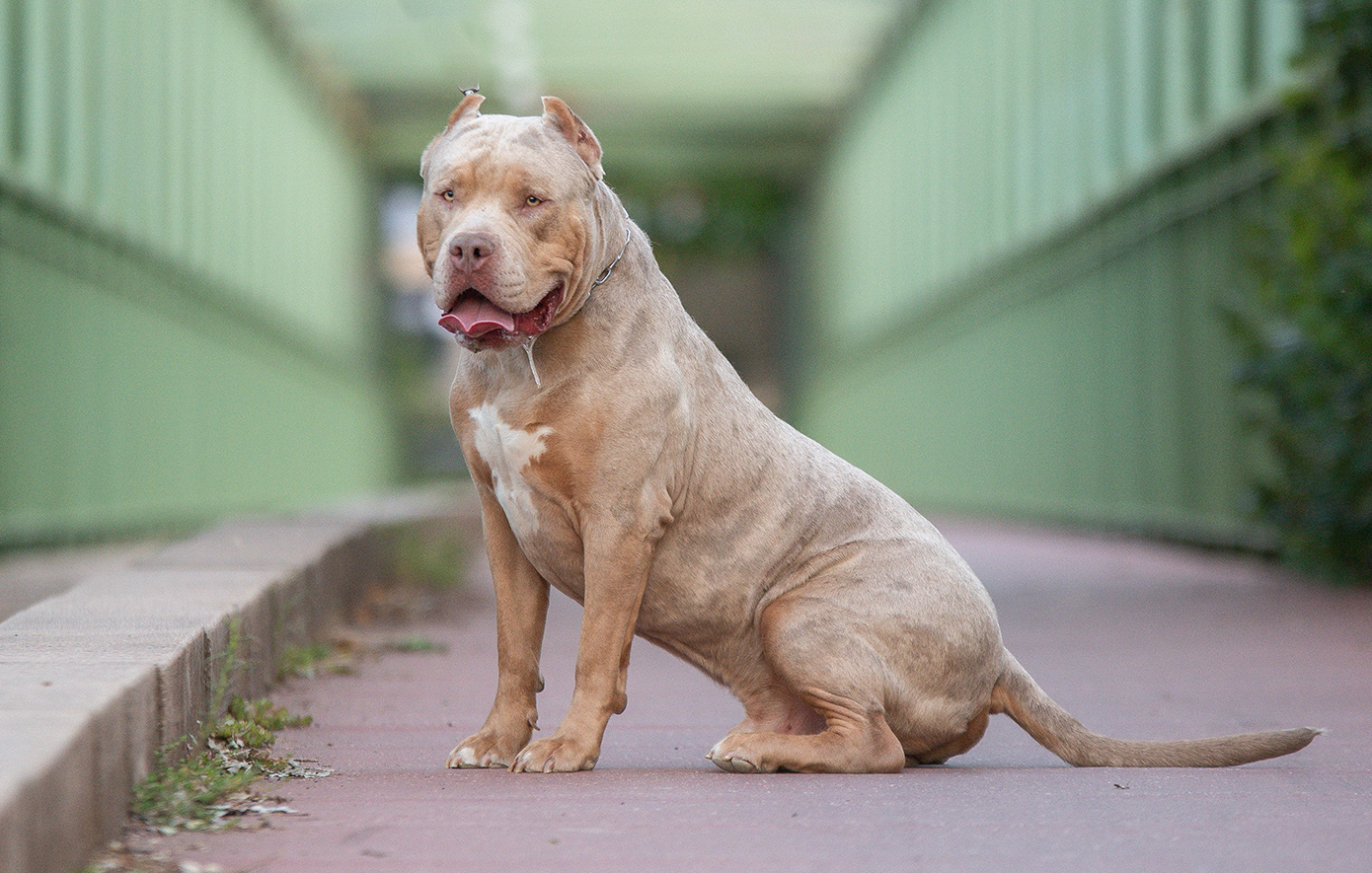 Γείτονες-στη-Θεσσαλονίκη-τσακώθηκαν-και-αλληλομηνύθηκαν-για-τις-ακαθαρσίες-ενός-σκύλου