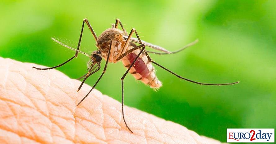 ΕΟΔΥ:-Τέσσερα-κρούσματα-του-ιού-του-Δυτικού-Νείλου-στην-Αττική