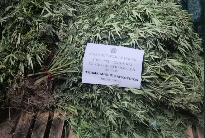 Εγκληματικές-οργανώσεις-διακίνησης-ναρκωτικών-με-κοινό-αρχηγό-εξάρθρωσε-η-Δίωξη-Ναρκωτικών-Πύργου