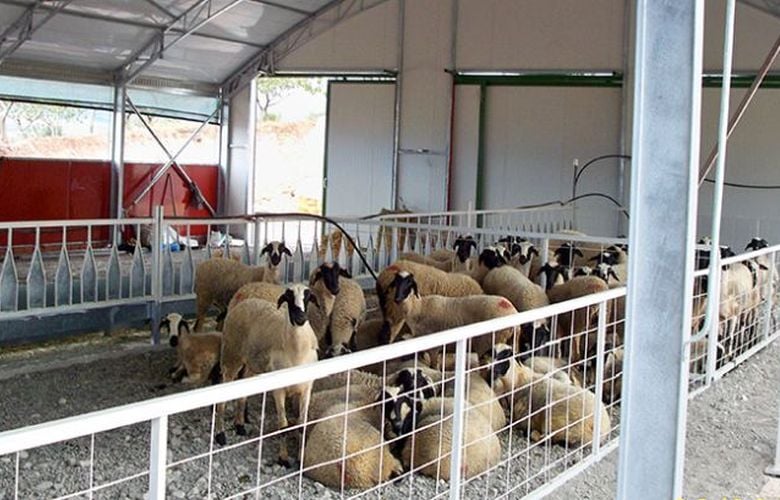 Επέκταση-της-ενίσχυσης-προς-τους-αιγοπροβατοτρόφους-που-επλήγησαν-από-ζωονόσους