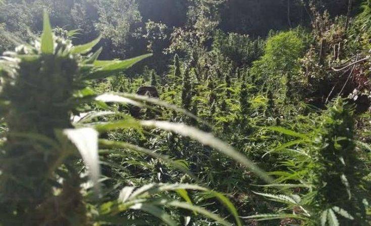 Βρέθηκε-φυτεία-με-2.250-δενδρύλλια-κάνναβης-στην-Σπάρτη