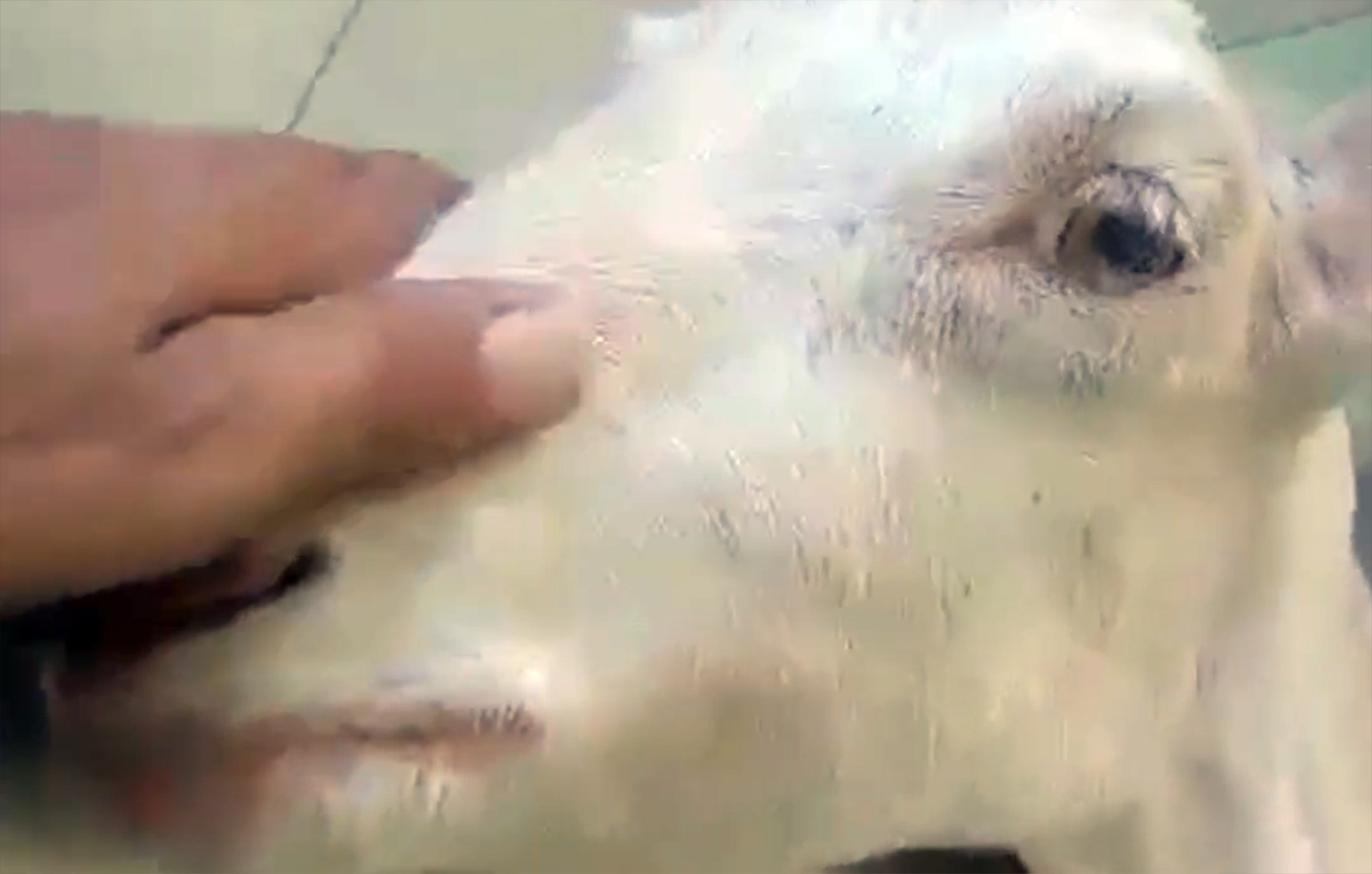 Ακραία-κακοποίηση-ζώου-στην-Ηλεία:-Πέταξαν-ζωντανή-ακρωτηριασμένη-κατσίκα-στο-φράγμα-του-Αλφειού