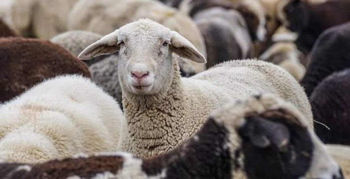 Πάτρα:-Στον-Εισαγγελέα-στοιχεία-για-απόκρυψη-κρουσμάτων-ευλογιάς-–-Μέτρα-ενίσχυσης-στους-κτηνοτρόφους-–-ertnews.gr