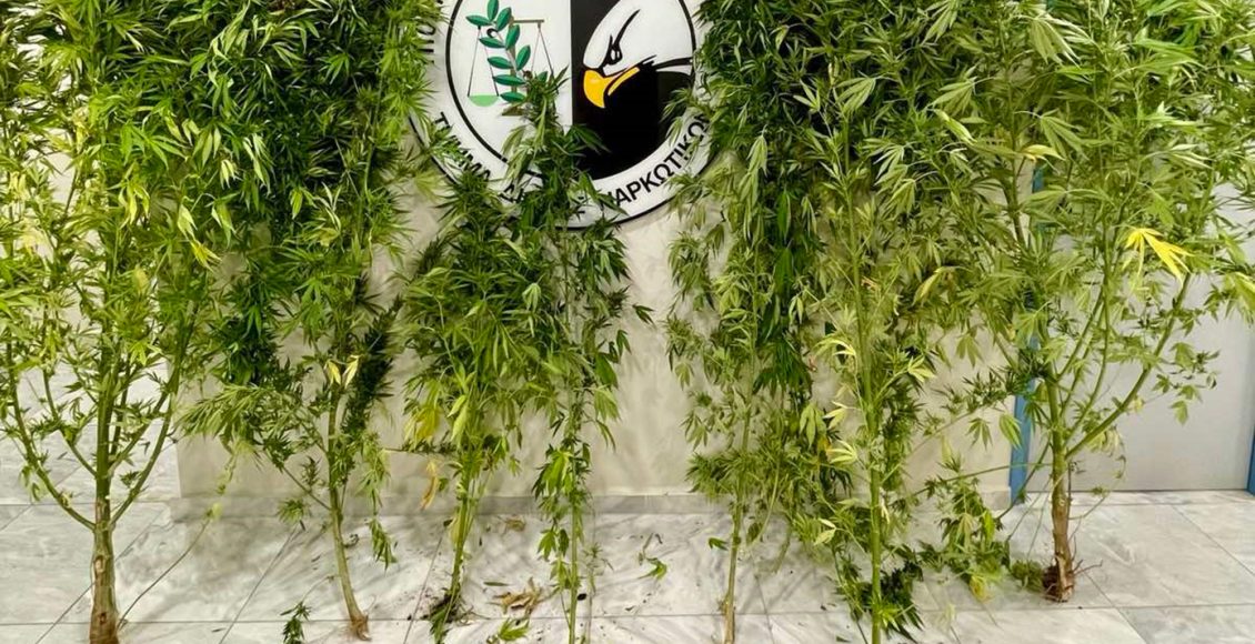 Συνελήφθη-54χρονος-για-διακίνηση-ναρκωτικών-–-Καλλιεργούσε-δενδρύλλια-κάνναβης-ύψους-τριών-μέτρων