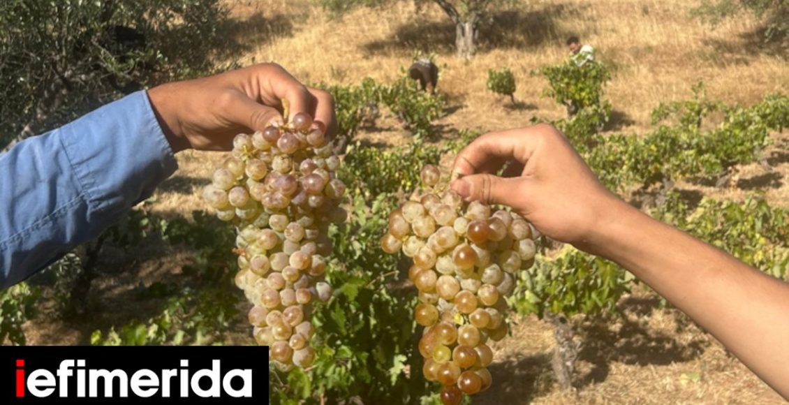 Εξορμήσεις-σε-Σταμάτα,-Ναύπλιο,-Θεσσαλονίκη,-με-αφορμή-το-κρασί-Πάτημα-σταφυλιών,-τζαζ,-εμπνευσμένα-κοκτέιλ