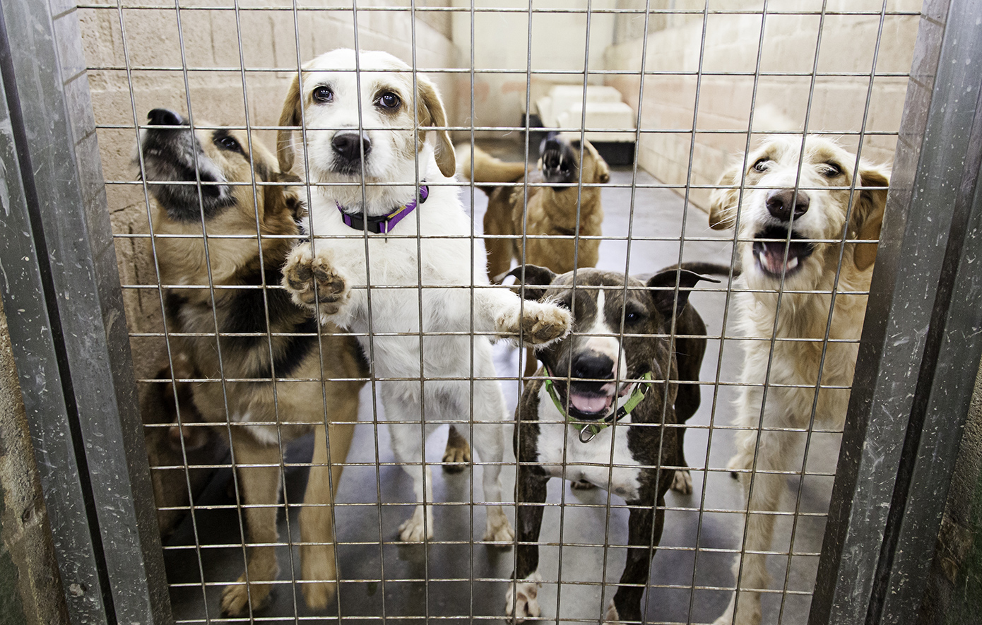Φυλάκιση-με-αναστολή-σε-47χρονο-που-είχε-αλυσοδεμένα-14-σκυλιά