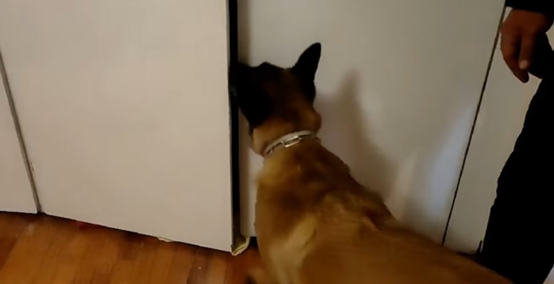 Ο-σκύλος-«iris»-ανίχνευσε-πάνω-από-έξι-κιλά-κοκαΐνης-και-κάνναβης-στη-Θεσσαλονίκη-–-Τα-βρήκε-σε-ντουλάπες