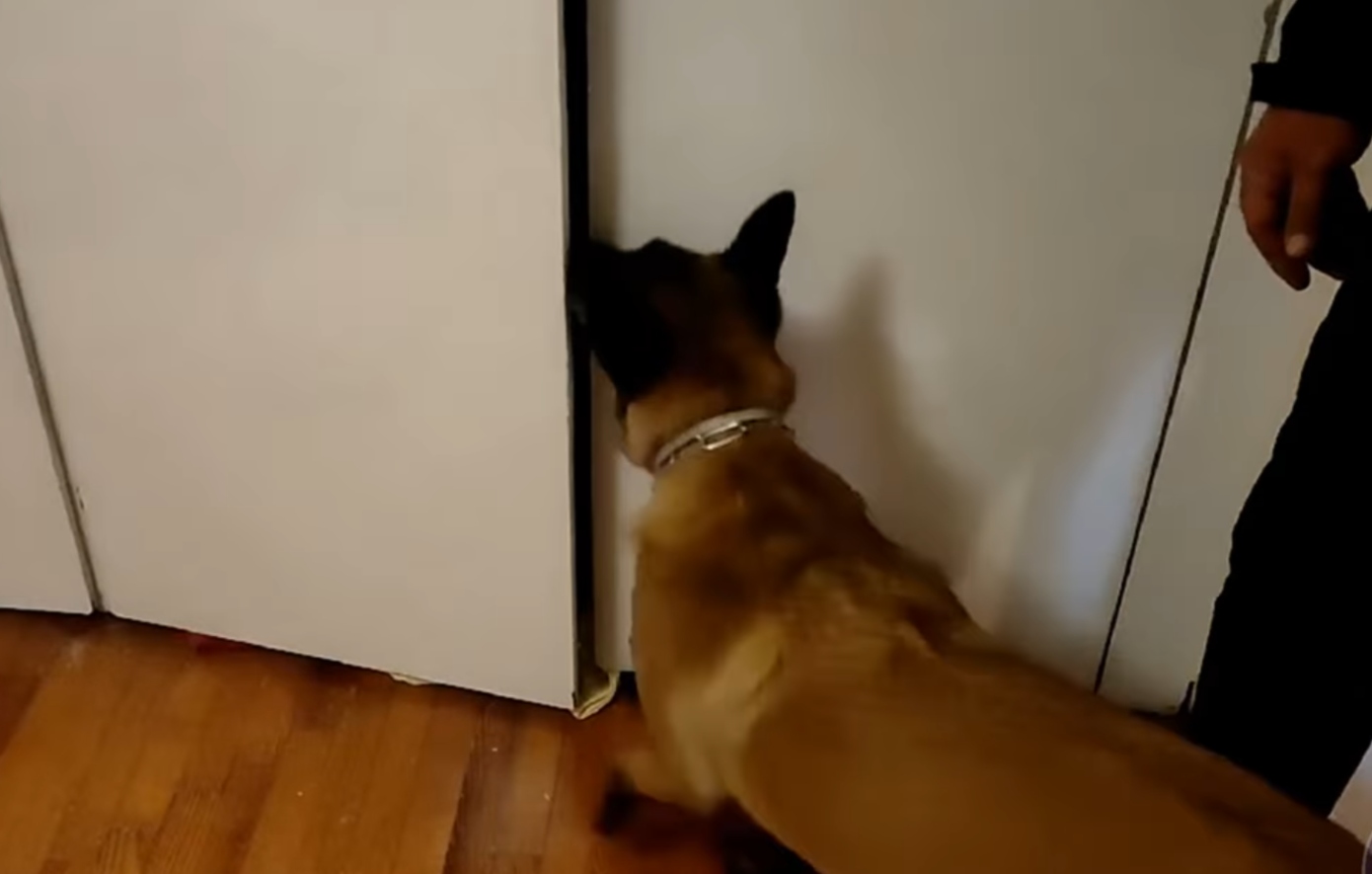 Ο-σκύλος-«iris»-ανίχνευσε-πάνω-από-έξι-κιλά-κοκαΐνης-και-κάνναβης-στη-Θεσσαλονίκη-–-Τα-βρήκε-σε-ντουλάπες