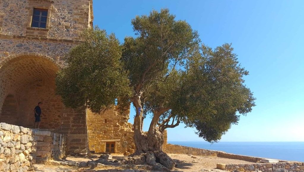 Η-μνημειακή-ελιά-της-Μονεμβασίας-στο-δίκτυο-των-αιωνόβιων-δέντρων-της-Ελληνικής-Επανάστασης