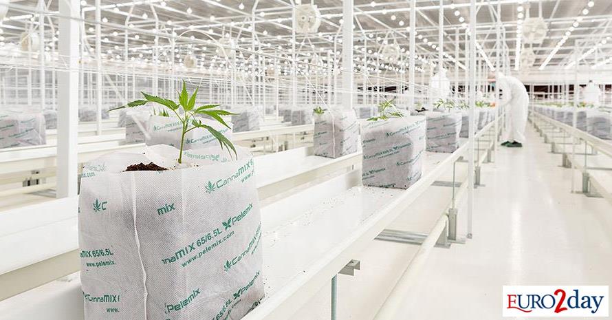 Νέα-προϊόντα-φαρμακευτικής-κάνναβης-σε-σταγόνες-διαθέτει-στην-Ελλάδα-η-tikun-olam