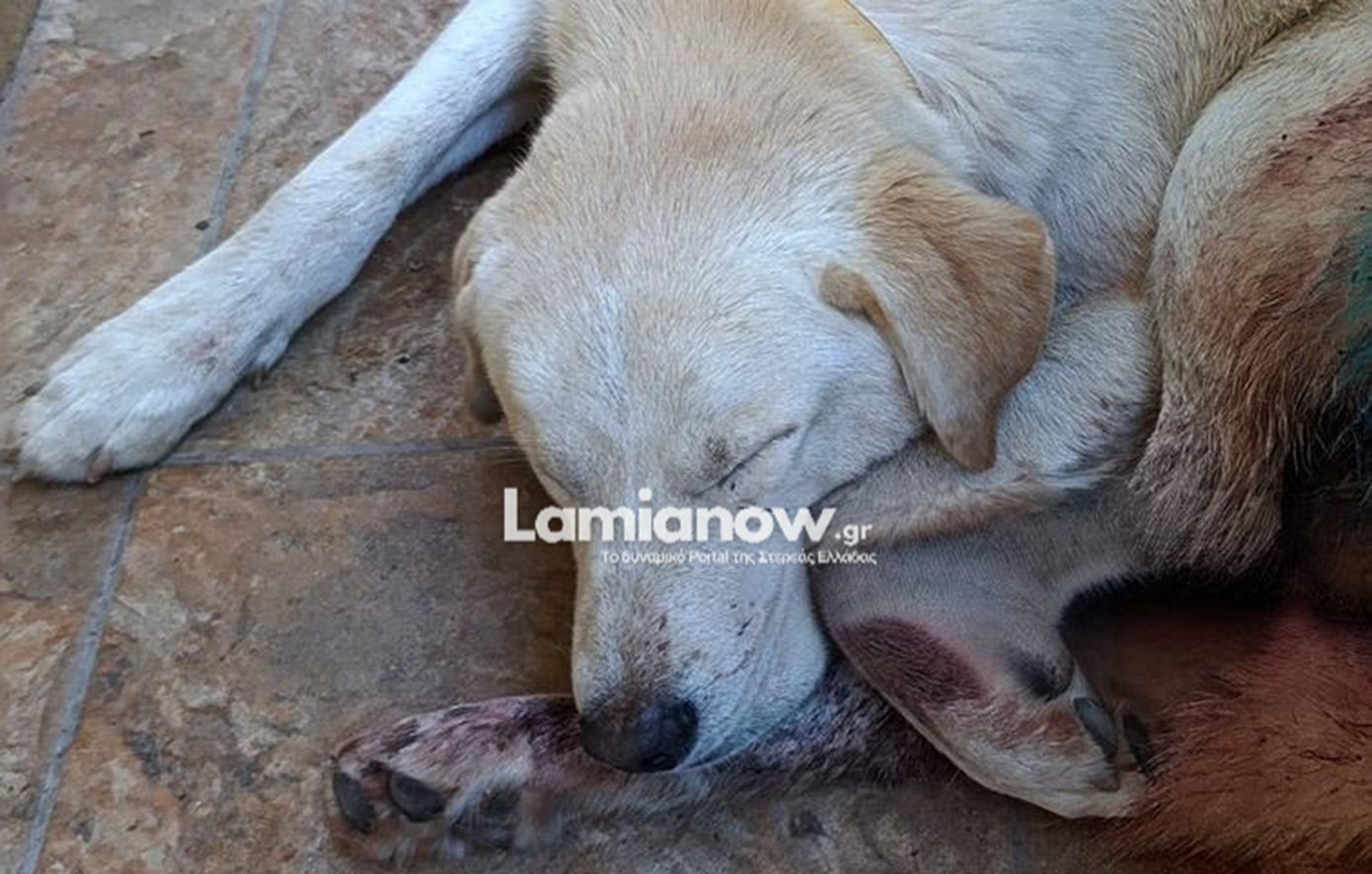 Αποτρόπαιη-κακοποίηση-σκύλου-στα-Καμένα-Βούρλα-–-Δέχτηκε-πυροβολισμούς-έξω-από-την-αυλή-του