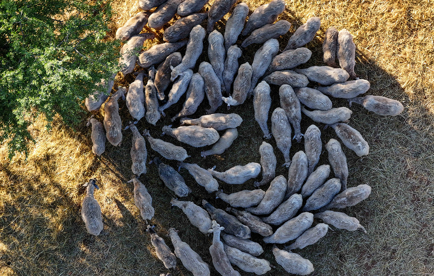 Έκλεψαν-πρόβατα-από-κτηνοτροφική-μονάδα-που-διαπιστώθηκε-πως-προσβλήθηκαν-από-την-ευλογιά
