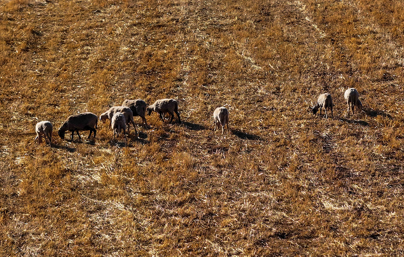 ΟΠΕΚΕΠΕ:-Στο-στόχαστρο-της-Αρχής-για-το-Ξέπλυμα-ο-«Φραπές»-–-Τα-2,5-εκατομμύρια-και-η-jaguar