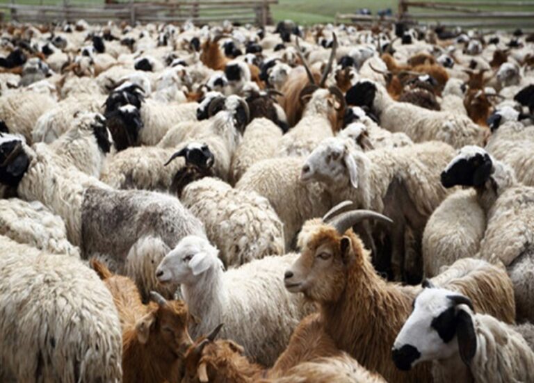 Άμεση-προκαταβολή-αποζημίωσης-για-την-ευλογιά-ζητά-ο-Περιφερειάρχης-Δυτ-Ελλάδας-–-ertnews.gr