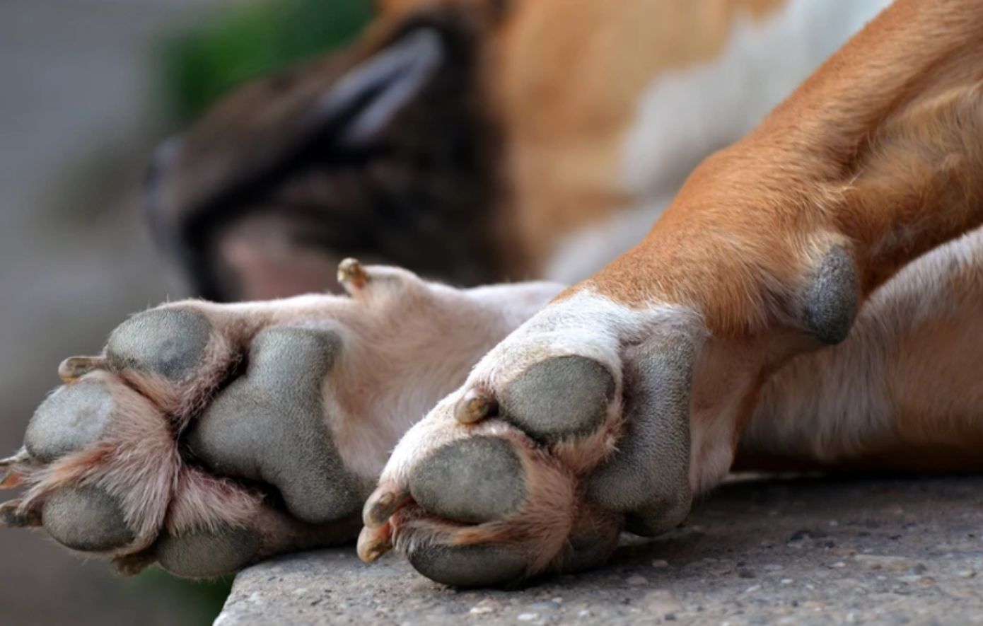 Επικηρύχθηκε-με-1.500-ευρώ-ο-δράστη-που-κακοποίησε-σεξουαλικά-σκύλο-στην-Ηλεία