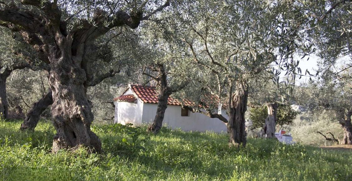 Ο-Μάνης-Χρυσόστομος-για-την-έναρξη-της-συγκομιδής-του-ελαιοκάρπου