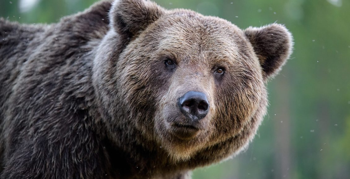 Σκότωσαν-αρκούδα-με-πυροβόλο-όπλο-στη-Δράμα-και-την-αποκεφάλισαν-–-«Εγκληματικές-πράξεις»