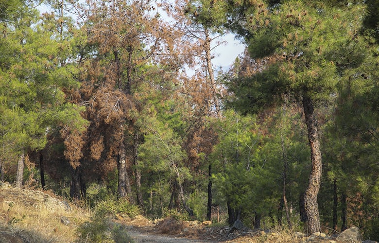 «Ασπίδα»-προστασίας-και-ανάδειξης-από-τη-Δασική-Υπηρεσία-για-το-Σέιχ-Σου