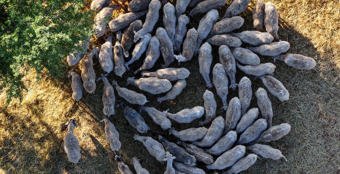 Κατεπείγουσα-έρευνα-για-ενδεχόμενη-πλημμελή-εφαρμογή-των-μέτρων-για-τον-περιορισμό-της-ευλογιάς-των-αιγοπροβάτων