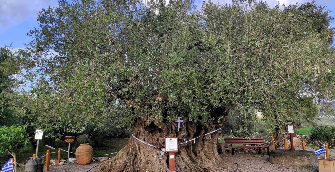 Η-Γηραιότερη-Ελιά-της-Πελοποννήσου-εορτάζει-την-Παγκόσμια-Ημέρα-Ελιάς