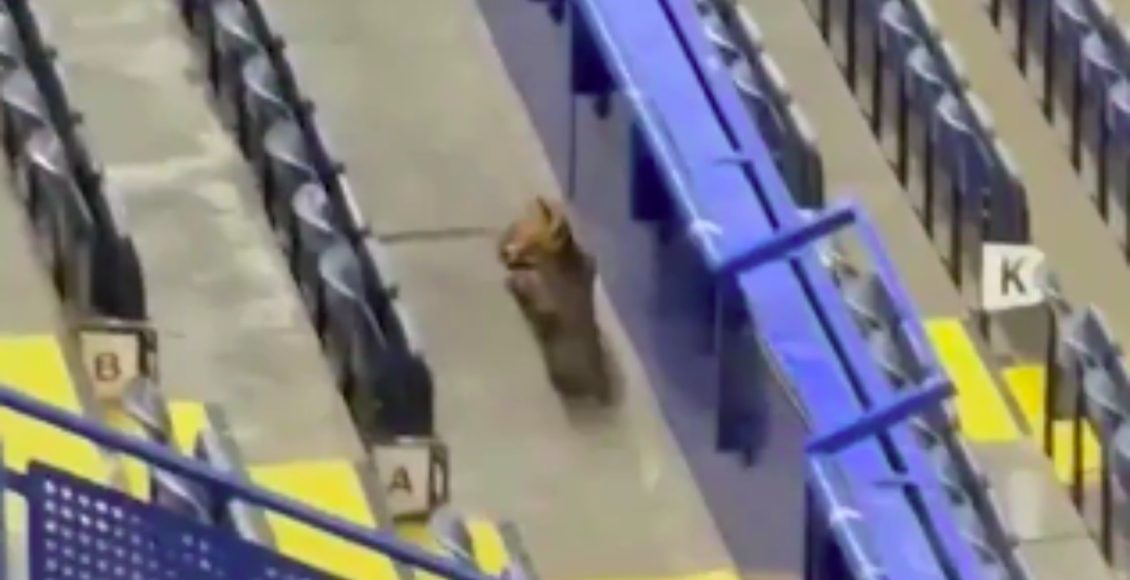 Τσέλσι-–-Μπαρτσελόνα:-Αλεπού-εμφανίστηκε-στο-Στάμφορντ-Μπριτζ-πριν-την-έναρξη-του-αγώνα