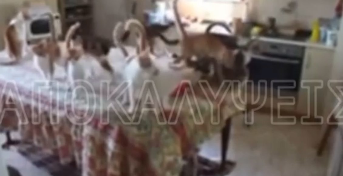 Φρίκη-στον-Εύοσμο:-Ζευγάρι-εξέτρεφε-51-γάτες-για-να-τις-φάει-–-«Το-κάναμε-επιστήμη,-να-λυθεί-το-πρόβλημα-της-ασιτίας»