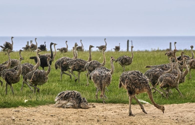 Θα-θανατωθούν-στον-Καναδά-300-στρουθοκάμηλοι-που-προσβλήθηκαν-από-τη-γρίπη-των-πτηνών