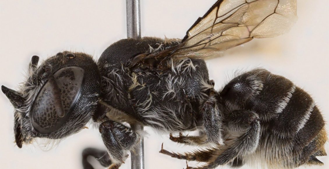 Αυστραλία:-Ανακαλύφθηκε-νέο-είδος-μέλισσας-που-ονομάστηκε-«Λούσιφερ»-λόγω-της-διαβολικής-όψης-της