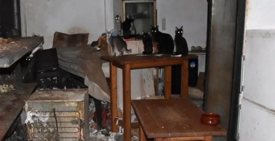 Πρόστιμο-πάνω-από-1,7-εκατ.-ευρώ-σε-κάτοικο-της-Δονούσας-–-Είχε-φυλακισμένες-58-γάτες,-μέσα-στα-σκουπίδια