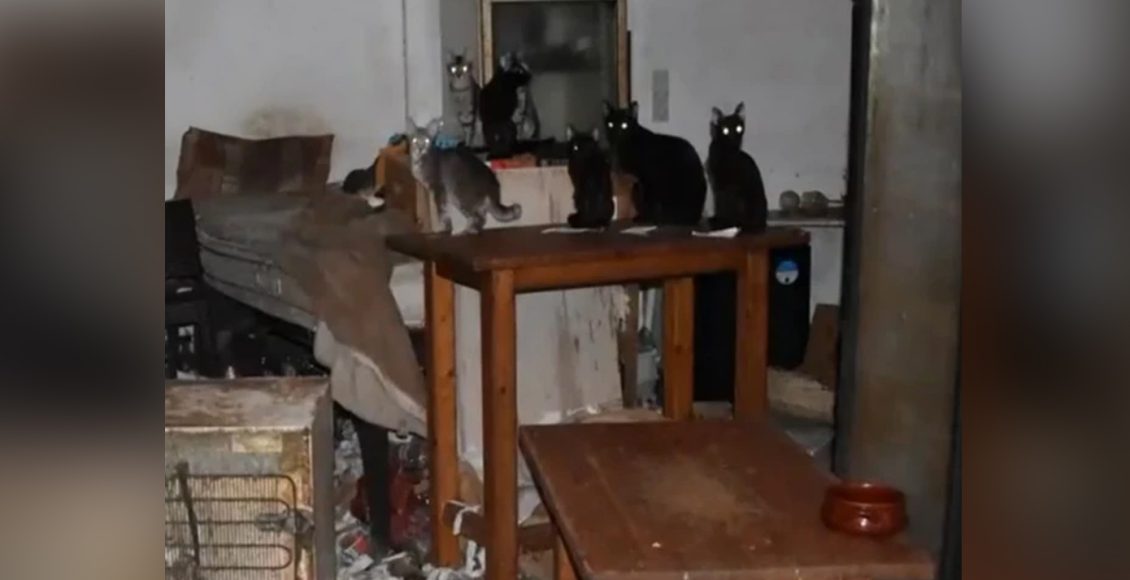 Στη-φυλακή-ο-«συλλέκτης-–-κακοποιητής-ζώων-του-Μοσχάτου»-και-πρόστιμο-1,7-εκατ.-ευρώ-για-58-υποσιτισμένες-γάτες