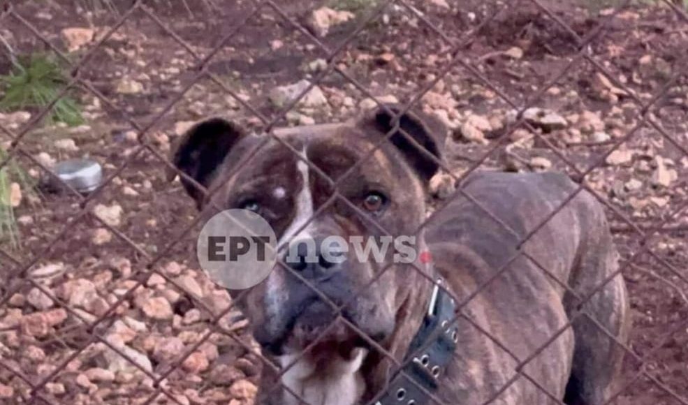 Τι-έγινε-με-τον-σκύλο-που-κατασπάραξε-το-2χρονο-αγοράκι-στη-Ζάκυνθο