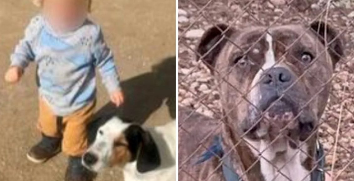 Την-Τετάρτη-το-τελευταίο-αντίο-στο-2χρονο-παιδί-που-δέχθηκε-επίθεση-από-πίτμπουλ-στη-Ζάκυνθο