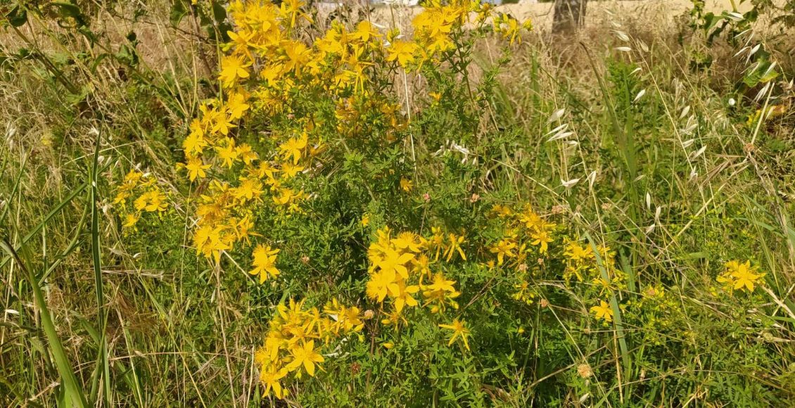 Τρία-νέα-στοιχεία-στο-Εθνικό-Ευρετήριο-Άυλης-Πολιτιστικής-Κληρονομιάς-της-Ελλάδας