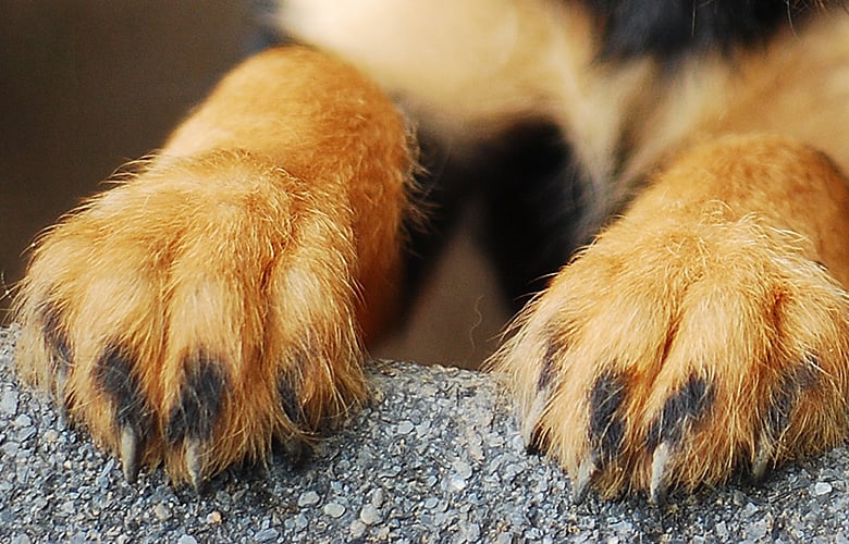 «Ηταν-άρρωστο,-το-έκανα-για-να-μην-υποφέρει»-–-Κακουργηματική-δίωξη-στον-90χρονο-που-έδεσε-σκυλί-και-το-έθαψε-ζωντανό