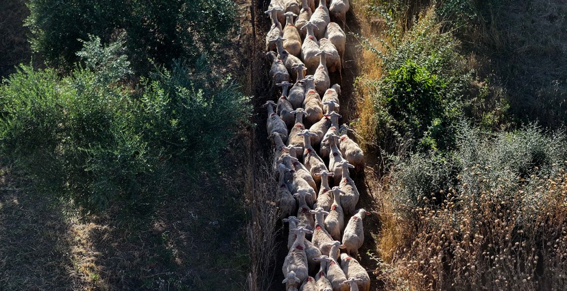 oι-νέες-συλλήψεις-για-τον-ΟΠΕΚΕΠΕ:-Ο-«αρχηγός»,-ο-λογιστής-και-η-δικηγόρος-–-Πώς-«άδειασαν»-2-εκατ.-ευρώ