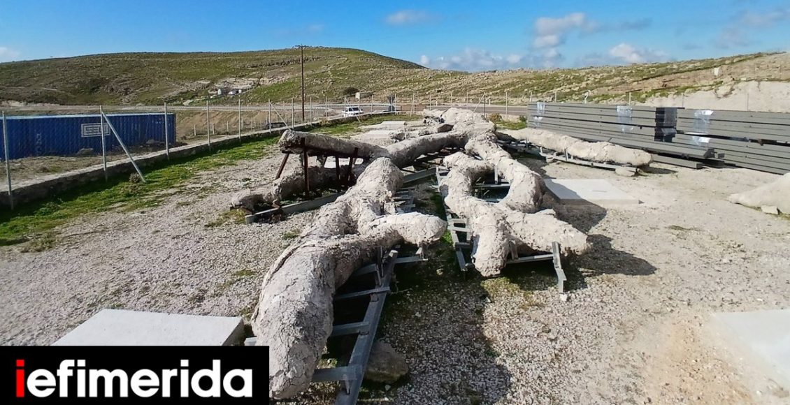 Λέσβος:-«Ξαναζεί»-ένα-δένδρο-ηλικίας-18-εκατομμυρίων-ετών