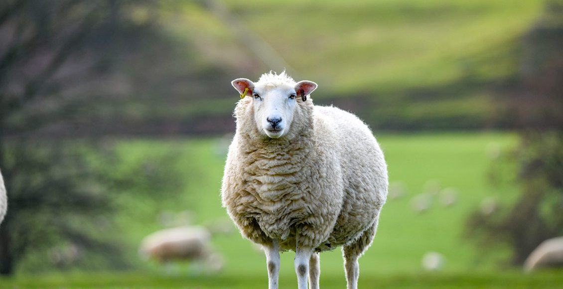 Σύλληψη-τεσσάρων-Βούλγαρων-για-παράνομη-μεταφορά-προβάτων