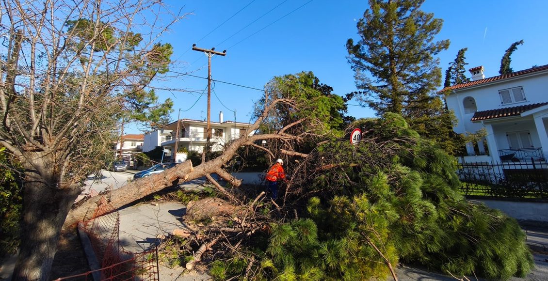 Θεσσαλονίκη:-Έπεσαν-δεκάδες-δέντρα-και-πινακίδες-από-τους-ισχυρούς-ανέμους-μέχρι-και-8-μποφόρ