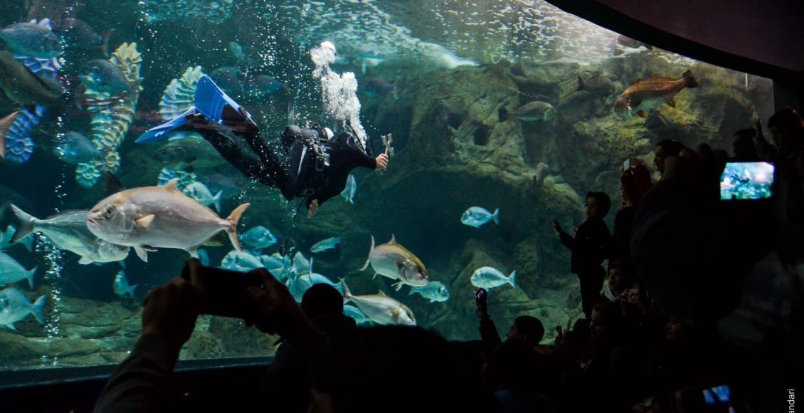Ο-Αγιασμός-των-Υδάτων-στο-Ενυδρείο-Κρήτης-(ΒΙΝΤΕΟ)