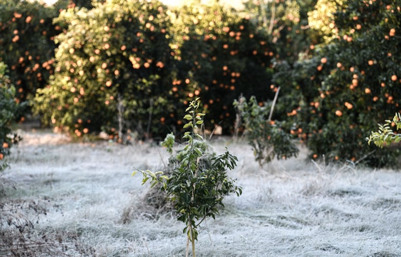 Χιόνια-και-παγετός-σε-Γιάννενα-και-Άρτα